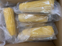 十月稻田 黄糯玉米 3.52斤(220g*8根) 25年新玉米 低脂粗粮 早餐 联名款 实拍图