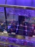 聚创麒海水晶海水缸海鲜市场水产养殖人工配制海水盐海鱼珊瑚水母专用盐 高端速溶海水晶【20斤】 实拍图