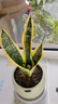 佰花锦金边虎皮兰盆栽好养常青绿植好养矮脚花卉室内客厅办公室耐旱 3颗精品金边虎皮兰裸根 整体高度约25-35cm 实拍图