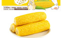 十月稻田 黄糯玉米 3.52斤(220g*8根) 25年新玉米 低脂粗粮 早餐 联名款 实拍图