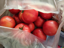 京鲜生 山东普罗旺斯番茄 净重4.5斤 单果125g+ 沙瓤西红柿 源头直发 实拍图