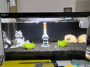 【9成新】当贝智能生态鱼缸1Ultra 一体缸自循环双过滤AI托养懒人家用桌面鱼缸 实拍图