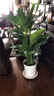植男植女天堂鸟盆栽客厅室内好养大型落地真绿植办公室大叶植物源头直发 实拍图