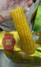 十月稻田 白糯玉米 4.16斤(260g*8根) 东北甜黏玉米棒 早餐苞米 低脂零食 实拍图