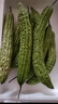 【京东物流】农家新鲜苦瓜蔬菜清热降火农家自种现摘现发生鲜 新鲜苦瓜 3斤 带箱 实拍图