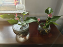 行湘水培绿植粉掌盆栽花卉水养鲜花好养活 粉掌2株【不含盆】源头直发 实拍图