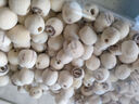十月稻田 莲子 250g 半斤 湘潭产去芯磨皮白莲子 桂圆百合银耳羹煲汤食材  实拍图