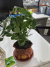 【八方来财】发财树鸭脚木盆栽四季常青桌面防辐射花卉盆景 八方来财20厘米4颗【發陶瓷盆】 送肥料 实拍图