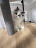 皇家幼猫奶糕猫粮 离乳期孕猫BK34通用粮 1-4月增强免疫亲肠胃助消化 【1-4月与孕期】BK34猫奶糕400g*4 实拍图