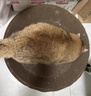 疯狂的主人 猫抓板窝超大号猫玩具猫爪板猫抓盆不掉屑猫窝碗形圆形瓦楞纸 实拍图