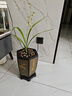 爵遇良品宜兴紫砂兰花盆带托盘君子兰盆中小型桌面家用绿萝蝴蝶兰阳台花盆 大高六方静心（青灰色）配底座 图上标注 实拍图