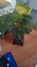 幼薇文竹盆栽植物室内绿化四季迷你办公室绿植摆件桌面好养创意小盆景 文竹+四方舍得PVC盆+方形底盘 带盆栽好 实拍图