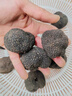 星云湖香格里拉野生黑松露猪拱菌礼盒装高黎贡山白松露米其林高端送礼 鲜黑松露 直径6-8cm 净重500g【精选品质】 实拍图