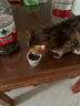 Orijen渴望猫粮 成猫幼猫粮 全价通用无谷原味鸡肉进口5.4kg效期26/6 实拍图