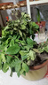 叹为观止18种吊兰任你选金边吊兰各种盆栽花卉客厅垂吊桌面植物净化空气 特级大号栀子花【陶瓷盆】 不含盆 实拍图