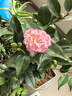 爱优尚茶花树苗四季开花香妃茶花花卉盆栽四季山茶花盆栽带花苞源头直发 实拍图