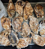 乳山牡蛎 鲜活乳山生蚝5XL 净重5斤 9-10只 生鲜海鲜 源头直发 烧烤食材 实拍图