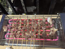 小熊（Bear）电烤炉电烧烤炉家用烤肉锅电烤盘电烤炉烧烤烤串烤肉一体无浓烟全机可拆洗5-7人Q21N1 实拍图