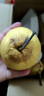 京喜加赵州水晶鸭梨新鲜水果产地直发【六】单果180g起 1粒单果170g+ 实拍图