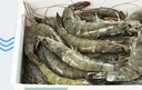 卖鱼郎先生青岛盐冻大虾净重3斤 15-20只/斤 白虾大虾基围虾生鲜 虾类 实拍图