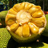 京鲜生海南菠萝蜜整个16-19斤 净重16斤生鲜水果 源头直发 实拍图