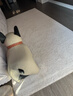 赛波斯沙丘防水无胶地毯无甲醛高级感轻奢客厅隔音垫子2025年新款1.4X3M 实拍图