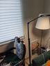 雷士（NVC）落地灯沙发客厅家用书房护眼灯学生学习台灯床头阅读灯钢琴灯立式 实拍图