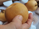 梓颐山东莱阳秋月梨新鲜当季冰糖甜雪梨蜜梨子千玥膏梨水果中秋送礼盒 5斤精挑商超级7-12枚 净重4.5斤 实拍图