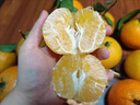 京鲜生 爱媛果冻橙 10斤装 单果150g起 生鲜水果桔子礼盒 实拍图