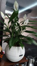 【热销款】白掌一帆风顺盆栽水培植物室内花绿植红掌发财树吸甲醛 特级白掌带花+杏色提拉米苏盆 实拍图