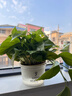 双盟绿萝盆栽除甲醛花卉绿植办公室新房净化空气180早安盆4盆源头直发 实拍图