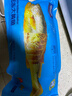 海名威 冷冻黄花鱼700g/2条 宁德大黄鱼地标 海鲜水产 生鲜鱼类 海鱼 实拍图