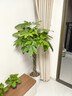 叹为观止大型植物发财树各种大颗盆栽开业乔迁客厅办公室内好养大型花卉 辫子发财树【1.2-1.4米】 含盆 实拍图