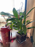 红掌盆栽白粉掌一帆风顺带花特大号花卉室内客厅面水培植物好养 约30cm白掌-方缸玻璃 带盆栽好 实拍图