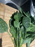 大菠菜300g 实拍图