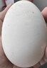 鹤农益得鹅蛋新鲜生鹅蛋农家喂养孕妇蛋生鲜杂粮散养精品礼盒装 6枚 600g 单枚100~120克左右 实拍图