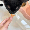 疯狂的主人多春鱼冻干猫零食350克小鱼干满籽增肥发腮补钙成猫幼猫补充营养 实拍图