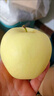 甜醉了 烟台苹果黄元帅粉面苹果黄金帅黄香蕉山东新鲜水果当季整箱鲜果 6枚中果（净重约2斤） 实拍图