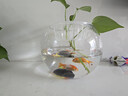 易萌 小鱼缸 金鱼缸 小型桌面鱼缸 家用客厅鱼缸 圆形玻璃鱼缸20cm 实拍图