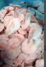 禧美海产加拿大熟冻北极甜虾1斤/袋 65-85只 (MSC认证) 海鲜水产 实拍图