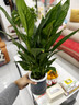 【热销款】白掌一帆风顺盆栽水培植物室内花绿植红掌发财树吸甲醛 特级白掌带花+繁星自吸盆 实拍图