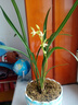 劉閣蘭花四季素心大凤素夏带花苞出售有香味的花苗室内阳台绿植物花卉盆栽 3苗连体裸根 实拍图