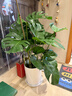 花财主天堂鸟盆栽办公室大型绿植客厅盆栽家用吸甲醛净化空气绿植 龟背竹90-1.1m【圆柱盆】 实拍图