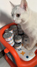 顽皮 0添加鲜炖猫罐头85g*24鸡肉金枪鱼85g*24猫零食猫湿粮 实拍图