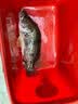 熊火路亚8003wacky倒钓钩泥鳅钩专用德州钓法翘嘴鲈鱼鱼钩倒刺鱼钩 龙鳞型50枚倒钓钩2/0号 钓3-5斤 实拍图