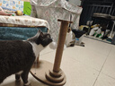 HELLOJOY猫抓板猫爬架一体耐磨不掉屑剑麻抓柱耐抓逗猫棒猫咪玩具自嗨解闷 实拍图