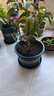 花盆绿植盆栽加厚塑料简约多肉小盆阳台客厅月季玫瑰大号家用花盆 矮款3加仑(口径21cm)2个盆 配套托盘 实拍图