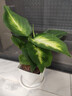 玛丽安盆栽绿植室内桌面懒人好养活四季耐阴净化空气观叶花卉植物 玛丽安+方韵树脂套盆 无规格 实拍图