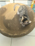 疯狂的主人猫抓板窝碗形大号猫抓盆不掉屑猫窝宠物猫玩具瓦楞纸猫爪板 实拍图