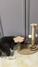HELLOJOY猫抓板猫爬架一体耐磨不掉屑剑麻抓柱耐抓逗猫棒猫咪玩具自嗨解闷 实拍图